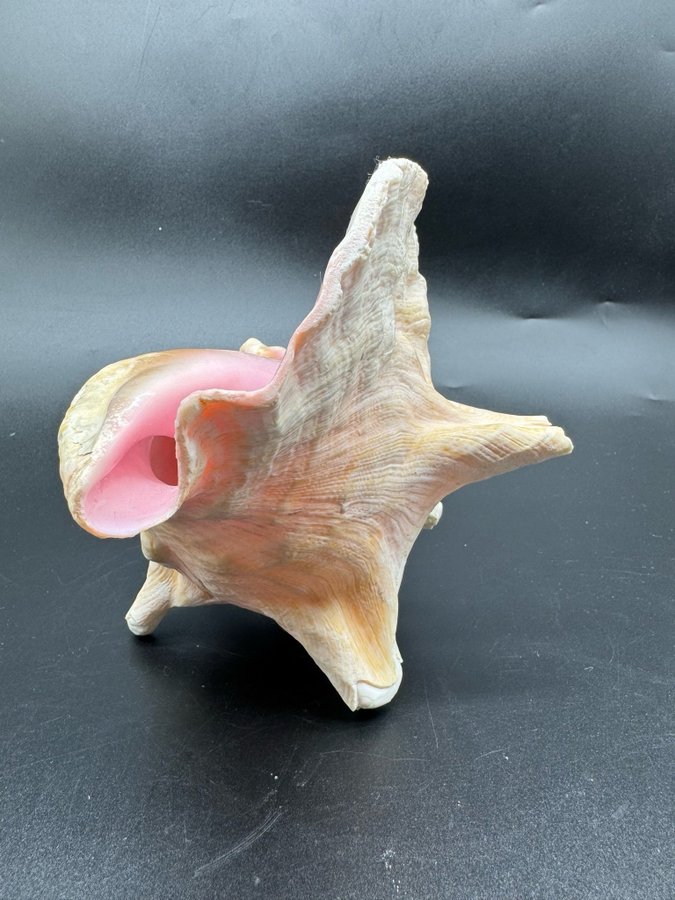 Stor fin vintage conch snäcka