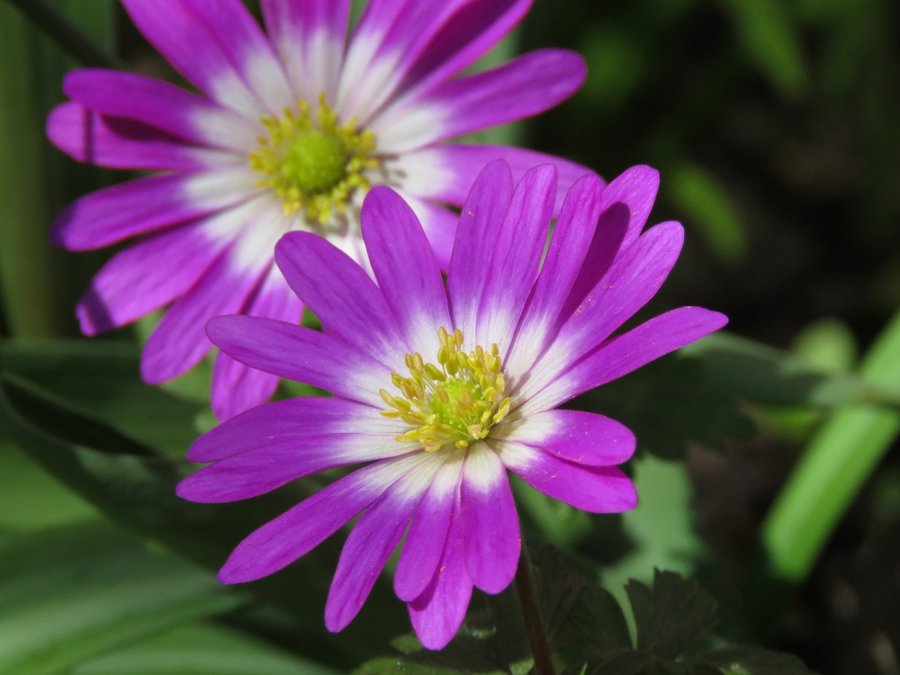 Anemone/Balkansippa ''Charmer''5 lökar