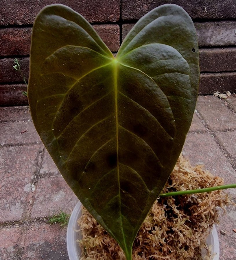 *Raritet* Anthurium Red Leaf