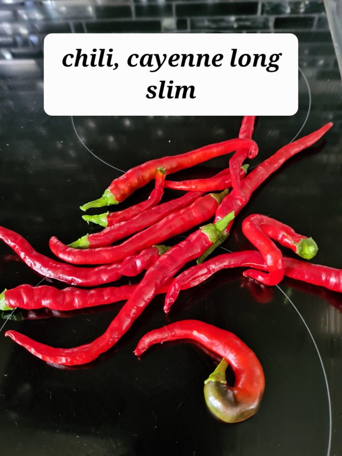 Chilifrön, Cayenne Long Slim