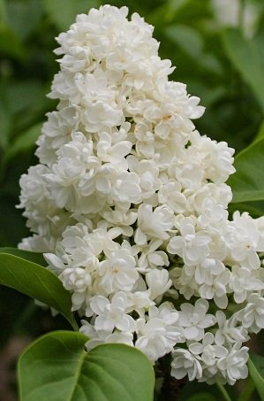 Syringa 'Mme Lemoine' - Syren