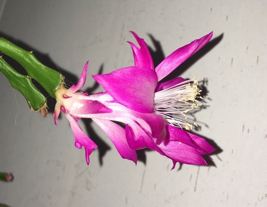 Schlumbergera Thor Wild Cactus ''Enigma'',rotad stickling.Ovanlig sort!