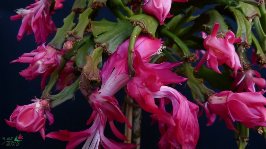 Schlumbergera Thor Wild Cactus ''Enigma'',rotad stickling.Ovanlig sort!