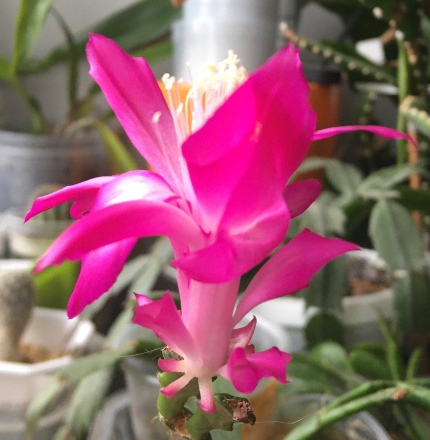 Schlumbergera Thor Wild Cactus ''Enigma'',rotad stickling.Ovanlig sort!