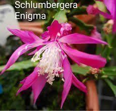 Schlumbergera Thor Wild Cactus ''Enigma'',rotad stickling.Ovanlig sort!