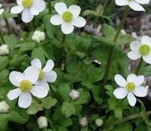 Anemone obtusiloba 'Alba' - Violsippa - PLANTA - RARITET!!!