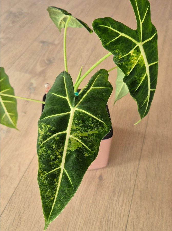 Alocasia frydek aurea corm