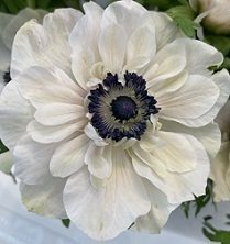 Anemone coronaria 'Mistral Panda' - Bukettanemon