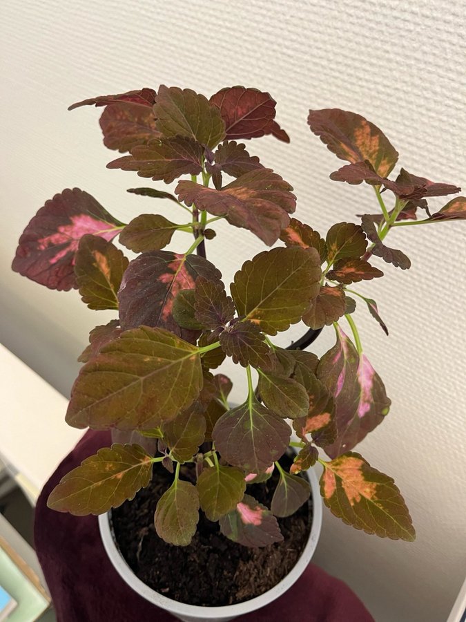 Coleus palettblad Morgan Le Fay