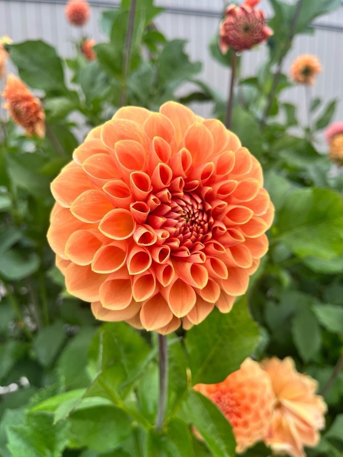 Dahlia 'Apricona' - knöl