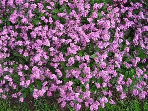 Alpförgätmigej rosa, tvåårig, blomtid maj-juni, höjd 15-20 cm, minst 100 frön