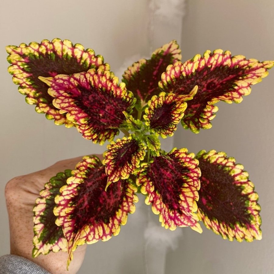 F3 från Elisas Nursery *palettblad*coleus*