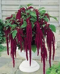 Amarant/ Rävsvans Love Lies Bleeding, höjd 60-80 cm, minst 100 frön