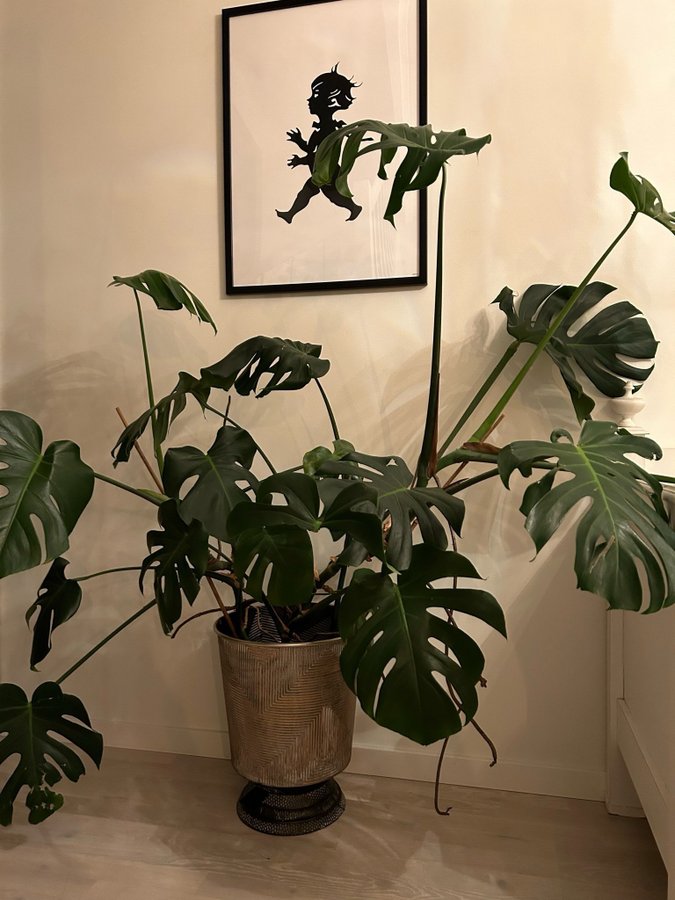 Monstera Deliciosa