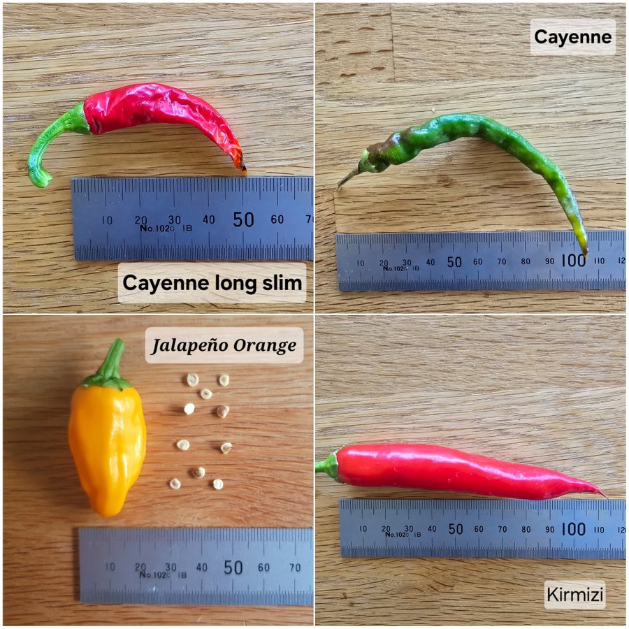 Chili Mix; 12 olika bl.a. X-Ray, Big Black Mama och Nagabrain Chocolate