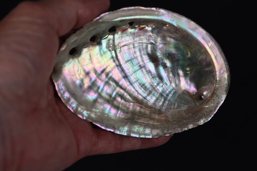 Havsöron (Paua Abalone)(Öronsnäcka) - 47 gram