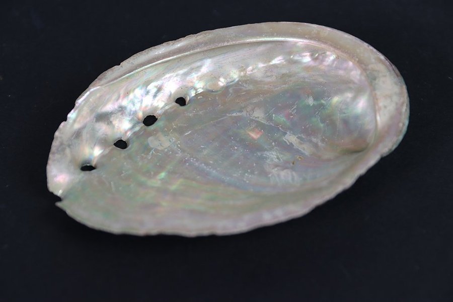 Havsöron (Paua Abalone)(Öronsnäcka) - 47 gram