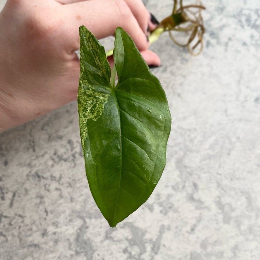 Syngonium Mottled mojito