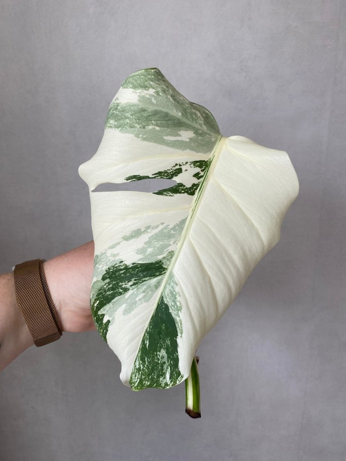 Monstera variegata stickling