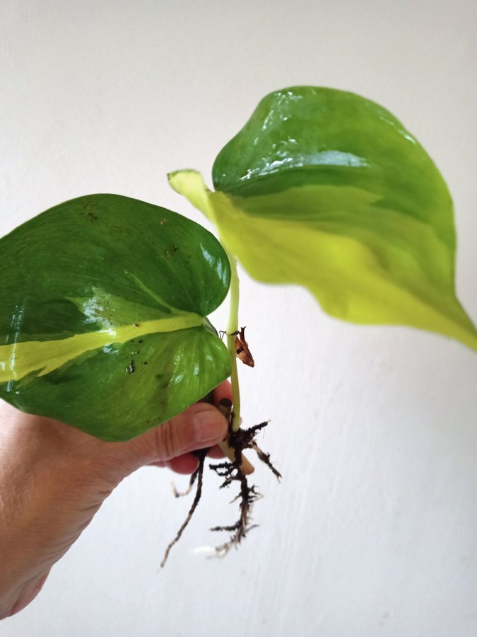 PHILODENDRON BRASIL - planta