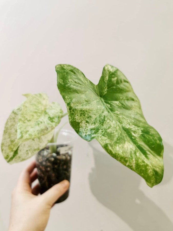 Alocasia Macrorrhiza Splash *variegata*