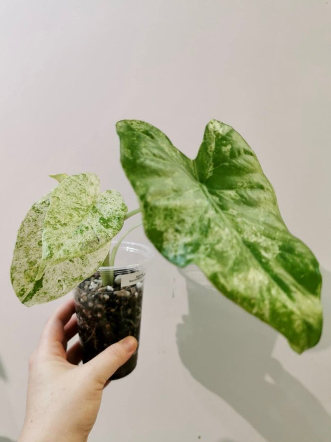 Alocasia Macrorrhiza Splash *variegata*