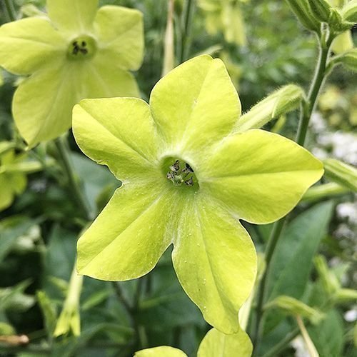 Blomstertobak 'Lime green' frön