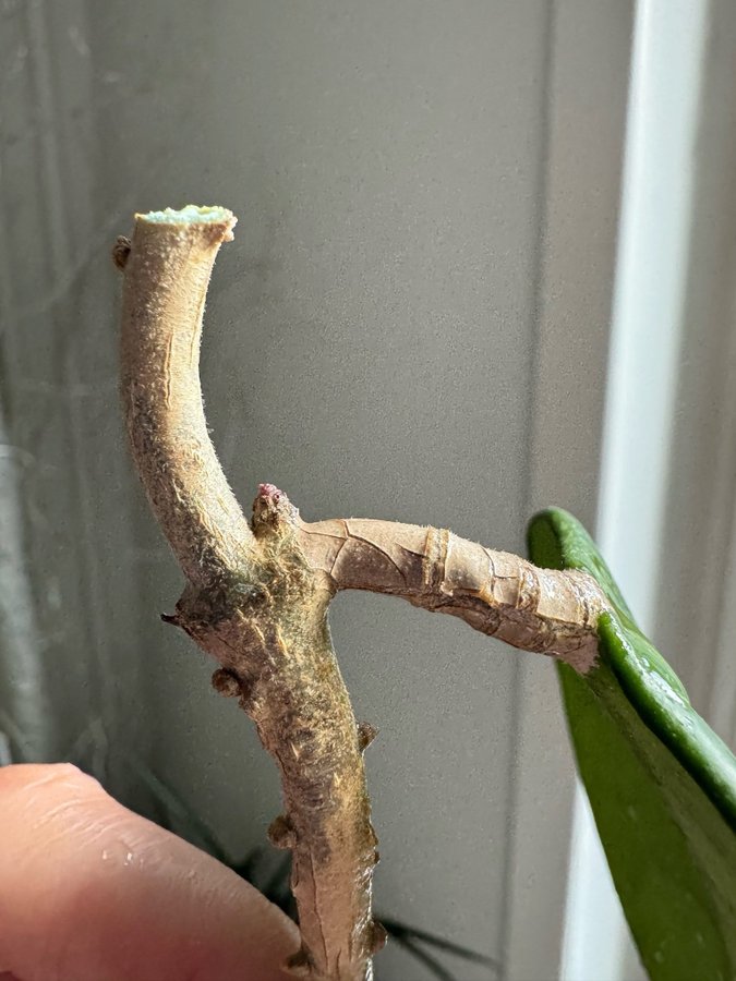 En rotad stickling Hoya Obovata