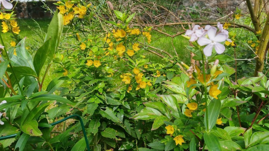 5 plantor Gammaldags PRAKTLYSING PERENN VACKER