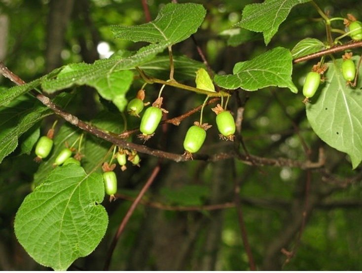 Kameleontbuske Actinidia kolomikta - Mini kiwi