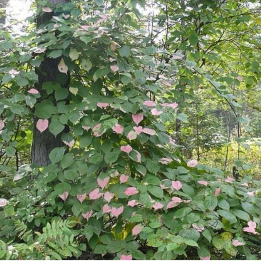 Kameleontbuske Actinidia kolomikta - Mini kiwi