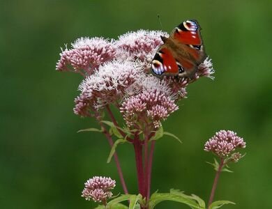 En planta Hampflockel - Eupatorium cannabinum