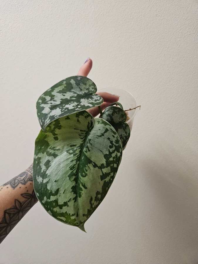 Scindapsus pictus 'exotica’