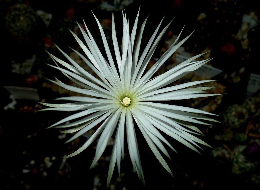 Kaktusfrön - Nattstjärnljus (Setiechinopsis mirabilis)