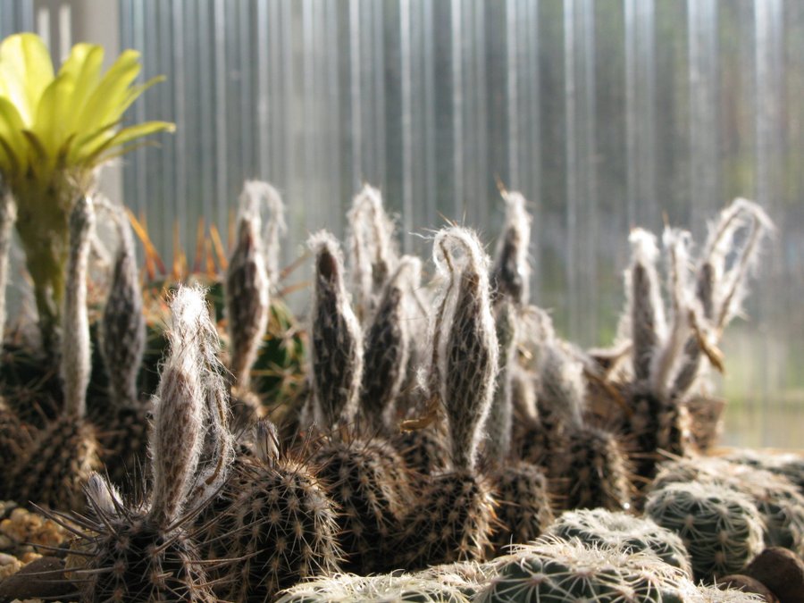 Kaktusfrön - Nattstjärnljus (Setiechinopsis mirabilis)