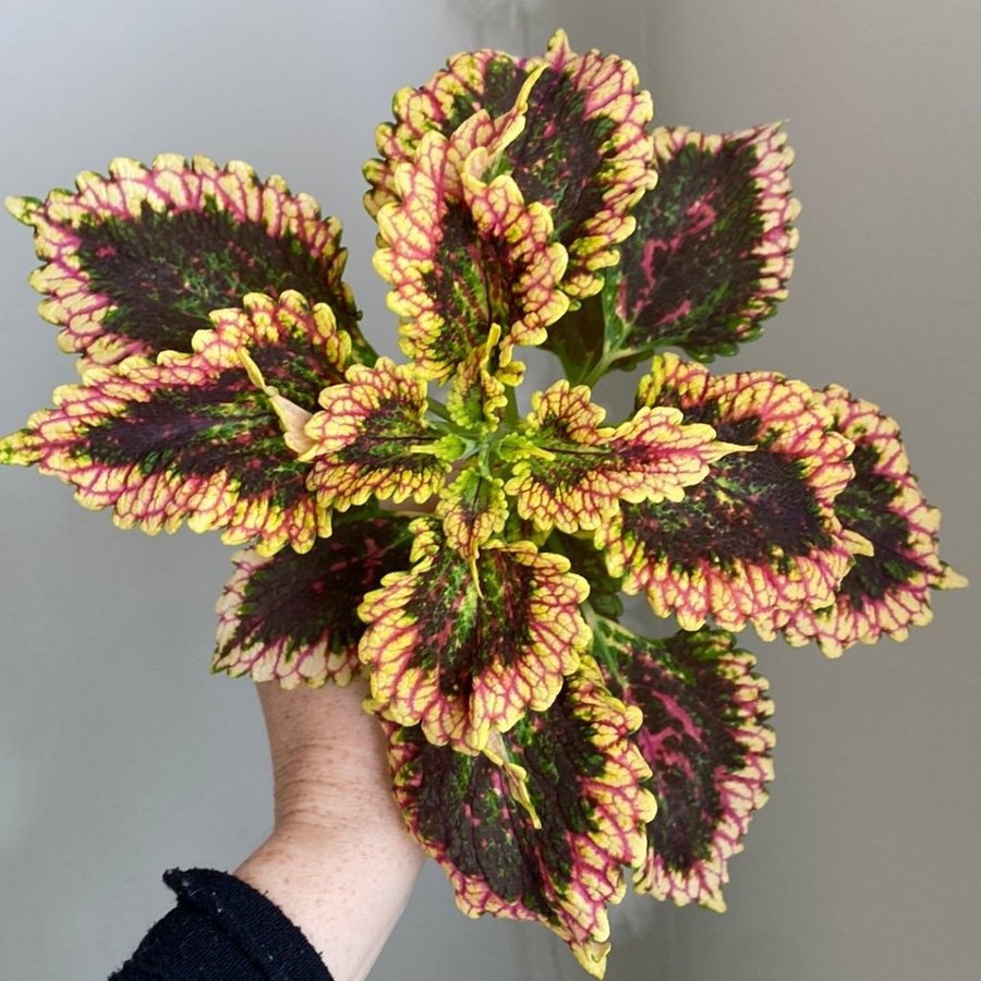 F3 från Elisas nursery *palettblad*coleus*