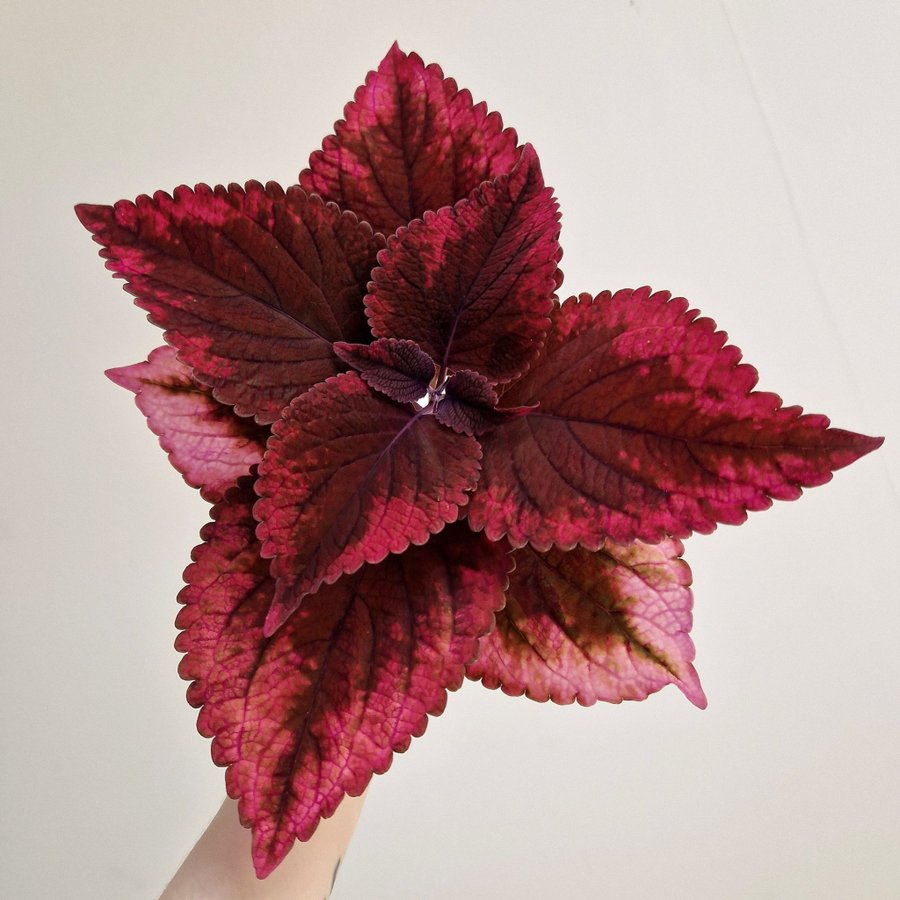 Palettblad/coleus • HAINES • stickling #1