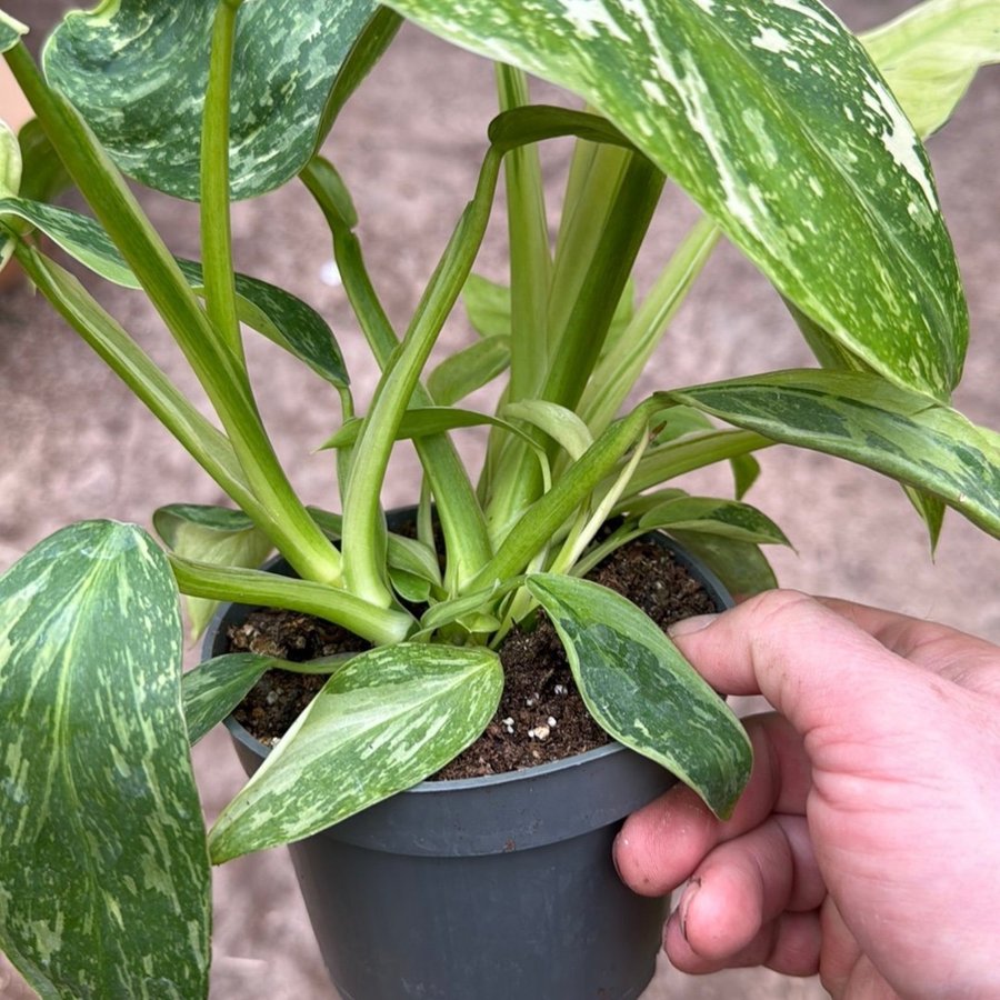 Philodendron José bouno 12 cm