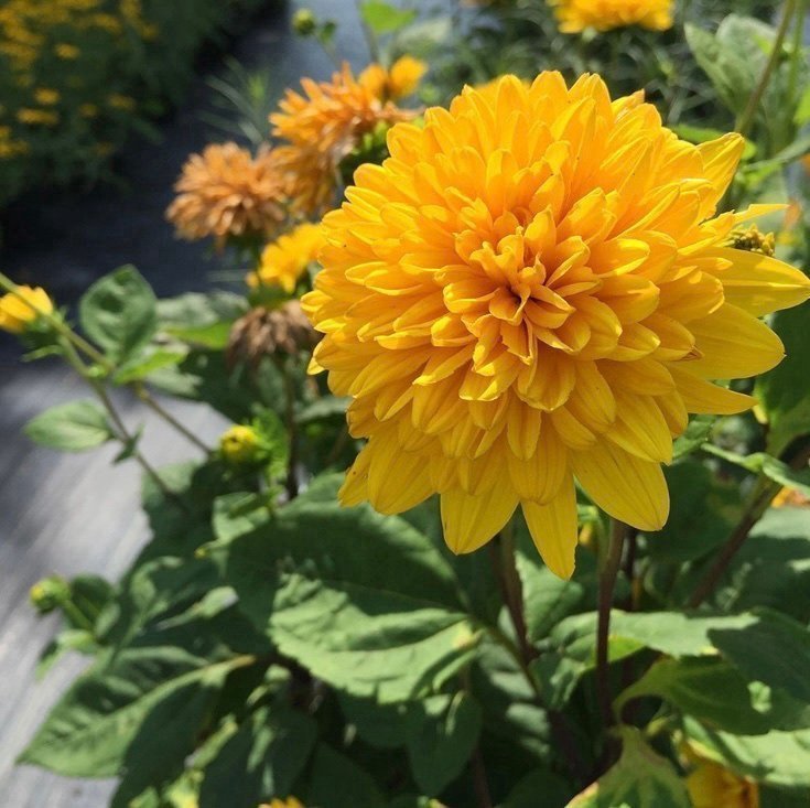 Helianthus multiflorus 'Loddon Gold'