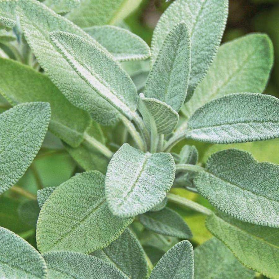 Kryddsalvia, ekologisk, Salvia officinalis, frön