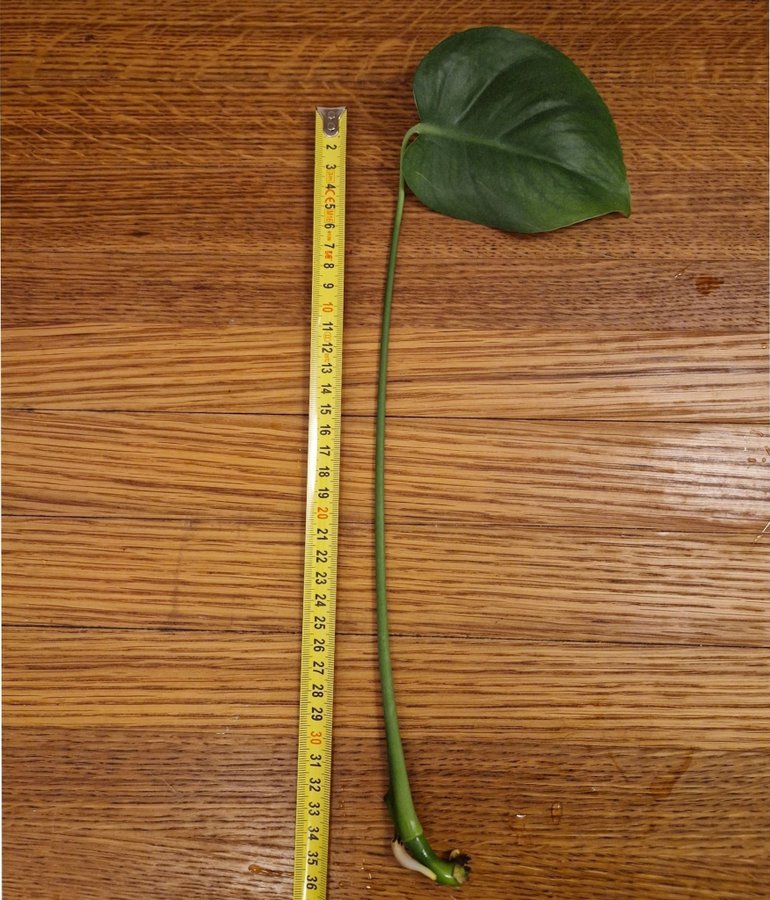 Stickling Monstera 35 cm