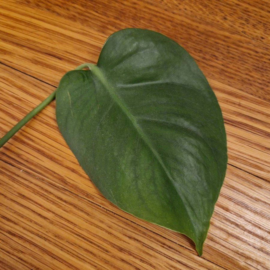 Stickling Monstera 35 cm