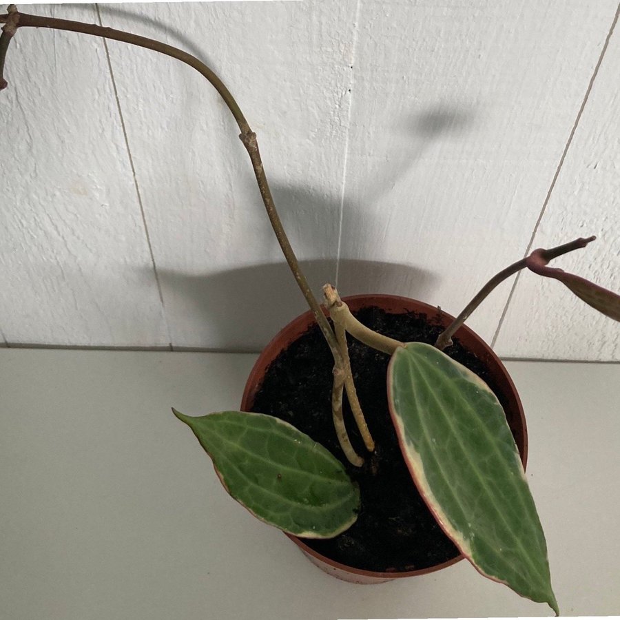 Hoya MACROPHYLLA