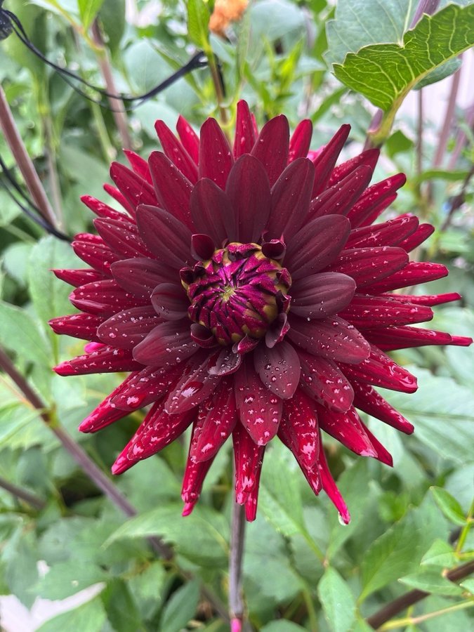 Dahlia 'Chat Noir' - chicken leg