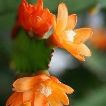 Bladkaktus med orangea blommor Pfeiffera monacantha (OBS Taggfri)