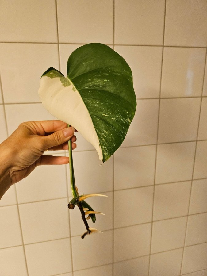 Monstera variegata