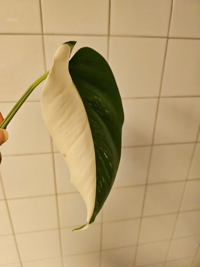 Monstera variegata