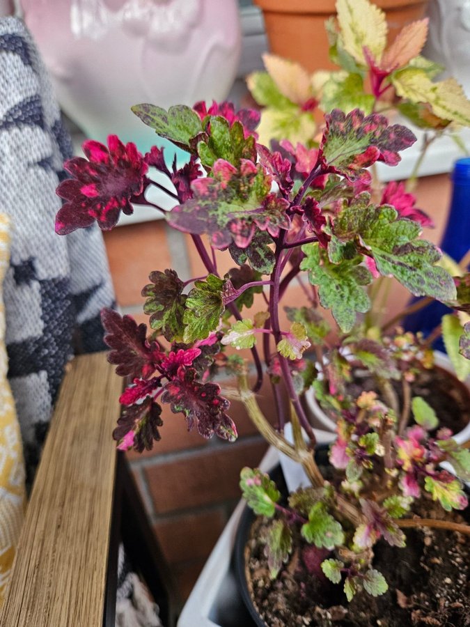 Palettblad stickling Flora orotad, coleus