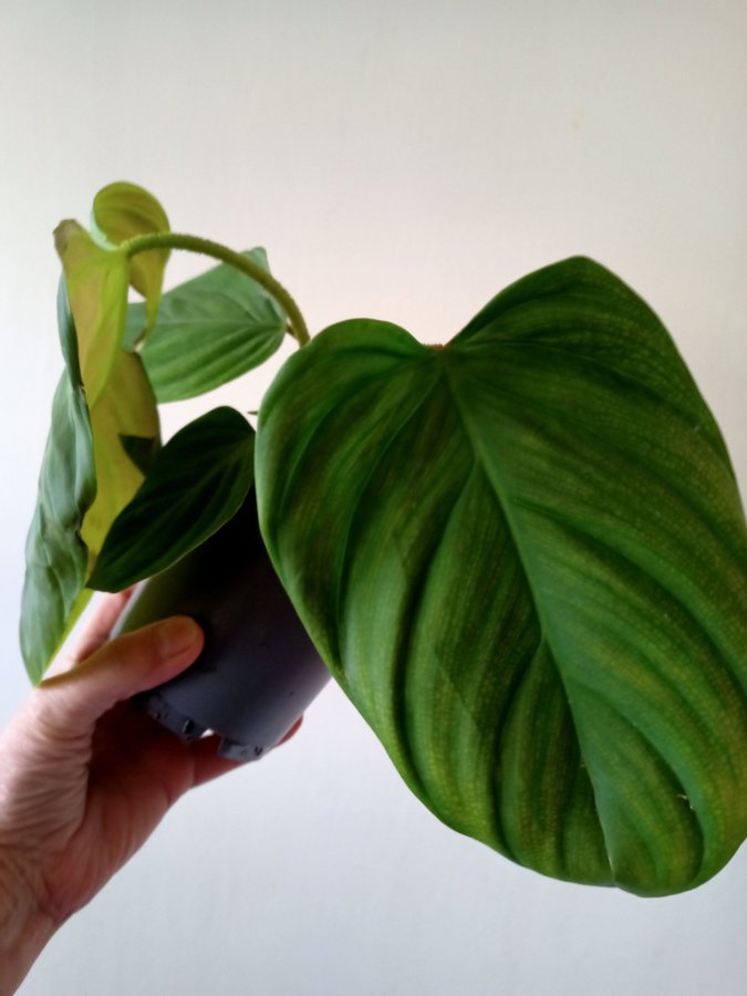 PHILODENDRON - planta