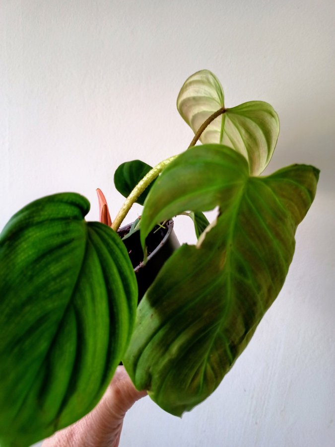 PHILODENDRON - planta